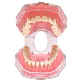 【ポイント5倍】歯列模型 歯が抜く説明モデル 説明モデル 教学モデル 歯科インプラントモデル 上下顎模型 研究治療説明用 取り外し可能
