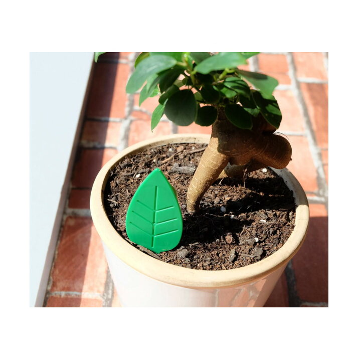 楽天市場 Botanice 土からわいたコバエ 退治 粘着タイプ 4個入 コバエ キノコバエ 害虫 アース キッチン 対策 コバエ対策 撃退 撃滅 駆除 観葉植物 コバエ取り コバエ退治 ネットストアkobo