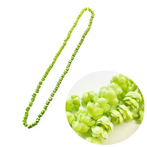 sJP C O[ Maunaloa }EiA t_X  O nCA    Cxg }