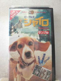 楽天市場 ビーグル犬 シャイロの通販