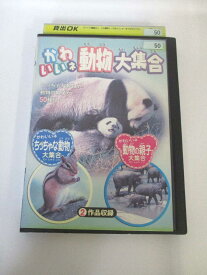 AD01452 【中古】 【DVD】 かわいいネ 動物大集合