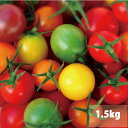 今食べてほしい　ミニトマト トマト 　新鮮 　ホワイトデー　プレゼントにおススメ 　生産者から直送　5色のトマトが入ったジュエリーボックス(パックなし）1.5キロ　お入れする品種配分は収穫状況により変わります　宅配便（常温）なら全国送料無料