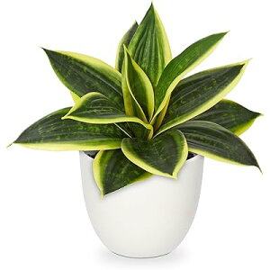 フェイクグリーン インテリアグリーン サンスベリア 人工観葉植物 造花 卓上 エアプランツ 新築祝い 開店祝い 新年 クリスマス オフィス 店 卓上 おしゃれ (イエロー, 23CM)