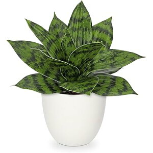 tFCNO[ CeAO[ TXxA lHϗtA   GAvc Vzj JXj VN NX}X ItBX X   (ubN, 23CM)