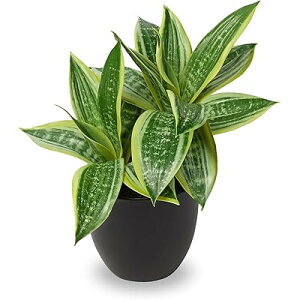 tFCNO[ CeAO[ TXxA lHϗtA   GAvc Vzj JXj VN NX}X ItBX X   (O[, 29CM)