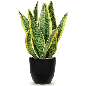 tFCNO[ CeAO[ TXxA lHϗtA   GAvc Vzj JXj VN NX}X ItBX X   (33CMPE)