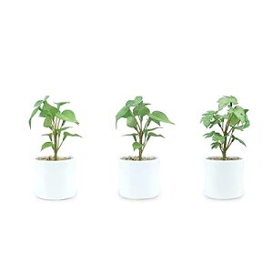 人工観葉植物鉢植え3点セット(ポトス2個,モンステラ1個,各サイズ:7*7*16CM)ミニ 光触媒 消臭 水やり不要 陶器鉢 インテリアグリーン ギフト 玄関 水回り 室内装飾 デスク卓上の装飾