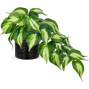 tFCNO[ CeA O[ lHϗtA  A  GAvc 킢