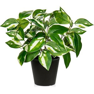 tFCNO[ CeAO[  lHϗtA ₷ sv Q