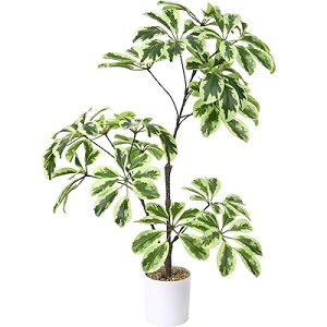 tFCNO[ lHϗtA ϗt  70cm G} C bȂ  z[