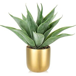 tFCNO[ CeAO[ AKx lH ϗtA A  A ^ G