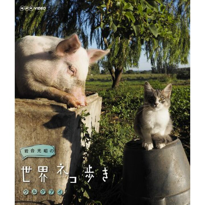 楽天市場 岩合光昭の世界ネコ歩き ウルグアイ Nhkスクエア キャラクター館