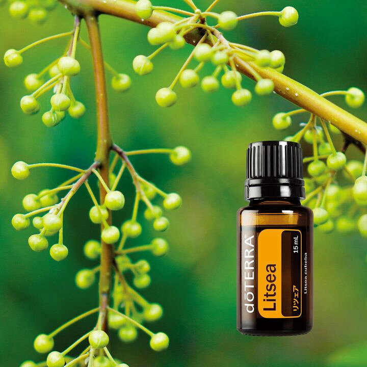 楽天市場】【平日15時まで/当日出荷】 ドテラ doTERRA リツェア Litsea 