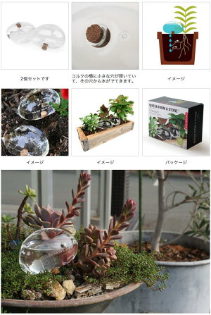 WATERFROMASTONE/ウォーターフロムアストーンKikkerlandキッカーランドウォーターキーパー水差し植物水やり観葉植物【あす楽対応_東海】