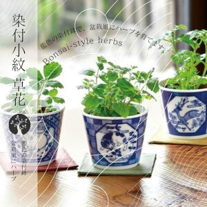 _11/25-27 P10{^yv[gz͔|Lbg t  BONSAI  ChXgx[ ~g NTZ} q ƒ؉ R ώ@ SҌ ͔|Zbg  H 