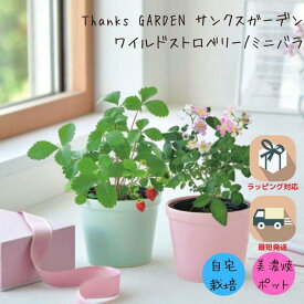 【くじ付き】栽培キット プレゼント ギフト 家庭菜園 おうち菜園 インテリアグリーン ガーデニング 美濃焼 ブーケ お礼 サンクスガーデン ワイルドストロベリー ミニバラ ポッキリ ポイント消化 7/4-11マラソン限定! P最大48倍!