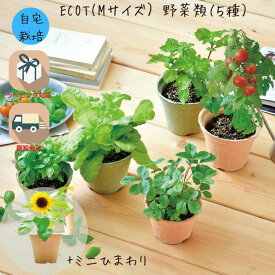 【くじ付き】ミニトマト 栽培キット 家庭菜園 おうち菜園 インテリアグリーン スマイルサンフラワー ギフト おしゃれ かわいい ECOT （Mサイズ） 体験型ギフト プレゼント ポッキリ ポイント消化 7/4-11マラソン限定! P最大48倍!