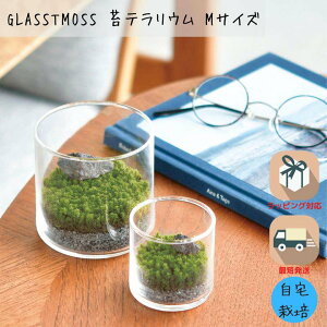 _}\P2{ 39N[|L^ۃeE ۃeELbg |͔|Lbg XiSP    K[fjO O[CeA GLASSTMOSS MTCY ̌^Mtg v[g |bL