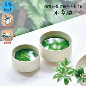 \10/24-27限定!P最大48倍!クーポン有!/栽培キット 観葉植物 室内 観賞 プレゼント ギフト 和風 美濃焼 アクアリウム スタイリッシュ インテリアグリーン 体験型ギフト プレゼント ポイント消