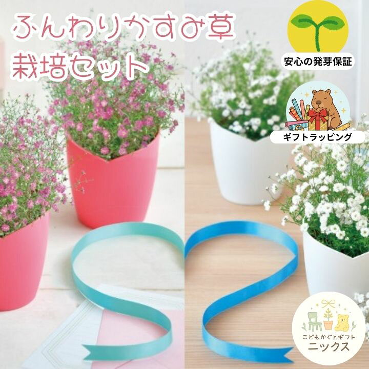 楽天市場】栽培キット ふんわりかすみ草 栽培セット 選べる2色 ピンク 