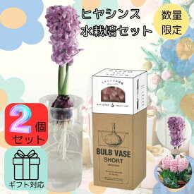 ＼スーパーセール P2倍+最大200円オフ／ヒヤシンス 2個セット 栽培キット 水耕栽培 球根 1球 ショートサイズ容器 2色 秋植え 球根栽培 インドア 室内 園芸 観葉植物 はじめて 簡単 おしゃれ 初心者 ガーデニング おうちで育てる 体験型ギフト プレゼント