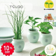 【10％OFF】栽培キット 室内 薬味 盆栽 栽培セット おしゃれ 薬味栽培セット TSUBO 壺 しそ 唐辛子 ねぎ …