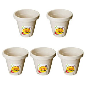 avX`bN ͂蔫 3 zCg 5