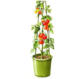 楽天市場 プランター トマト 支柱の通販