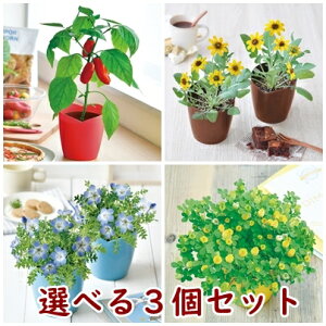 ミニトマト 栽培セットの人気商品 通販 価格比較 価格 Com ミニトマト 栽培セットの人気商品 通販 価格比較 価格 Com