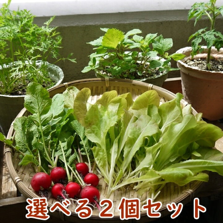 楽天市場 野菜 栽培セット 選べる２個セット 栽培キット エコットｍ２個 エコポット おうち時間 家庭菜園 ベランダ菜園 エコ プレゼント 誕生日 母の日 父の日 敬老の日 土に還る鉢 ガーデニング雑貨 送料込 Nicoco プランター菜園を楽しむ会