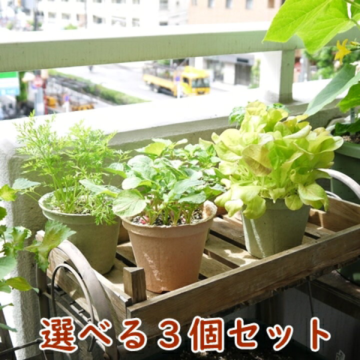楽天市場 野菜 栽培セット 選べる３個セット 栽培キット エコットｍ３個 国産 エコポット おうち時間 家庭菜園 ベランダ菜園 プレゼント 誕生日 母の日 父の日 土に還る 敬老の日 ガーデニング雑貨 送料込 Nicoco プランター菜園を楽しむ会