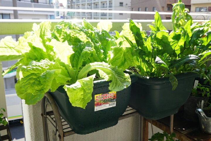 楽天市場 ２個セット ファームプランター 40型 プランター おしゃれ 野菜 家庭菜園 葉野菜 ベランダ菜園 長方形 スノコ付き 小松菜 水菜 ほうれん草 春菊 送料込 Nicoco プランター菜園を楽しむ会