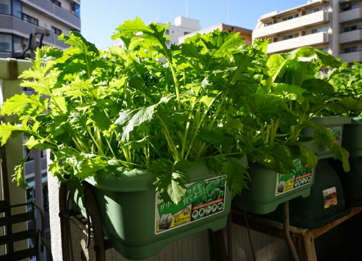 楽天市場 有機種子で育てる野菜の栽培セット 選べる２個セット 栽培セット 栽培キット 野菜 家庭菜園キット 家庭菜園セット おうち時間 園芸 オーガニック ガーデニング 家庭菜園 ベランダ菜園 キット セット プレゼント 誕生日 父の日 敬老の日 ガーデニング雑貨 送料込
