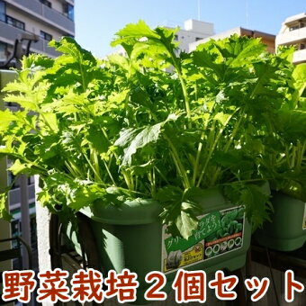 楽天市場 土のある暮らし 野菜を育てる暮らし 地球と自然を愛する豊かな暮らし Nicoco プランター菜園を楽しむ会 トップページ