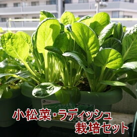 有機種子で育てる野菜の栽培セット 小松菜 ラディッシュ 栽培セット 栽培キット 野菜 家庭菜園キット 家庭菜園セット 　プランター菜園 ベランダ菜園 家庭菜園 プランター タキイ最高級培養土 オーガニック野菜 園芸 初心者 キット セット プレゼント 誕生日 母の日 送料込