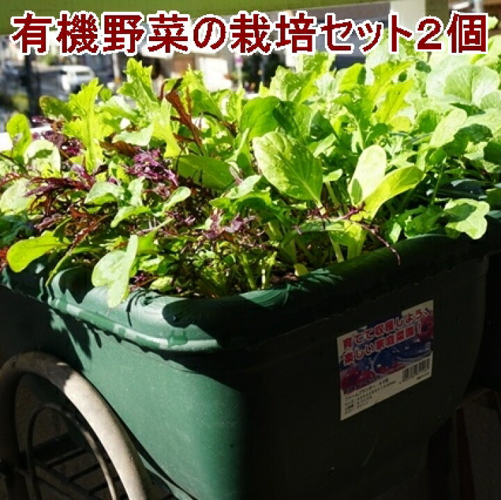 楽天市場 有機種子の栽培セット 栽培キット 選べる２個セット 有機栽培 オーガニック 家庭菜園キット 家庭菜園セット おうち時間 有機種子 家庭菜園 ベランダ菜園 プレゼント 誕生日 園芸 ガーデニング 送料込 Nicoco プランター菜園を楽しむ会