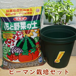 家庭菜園 鉢 種の人気商品 通販 価格比較 価格 Com