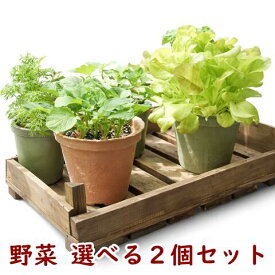 野菜 栽培セット 選べる2個セット 栽培キット エコットM2個 エコポット 初心者 再生鉢 ミニトマト ラディッシュ ミニキャロット レタス 家庭菜園 ベランダ菜園 癒し 心の回復 ストレス軽減 安心 菜園セラピー 子供 敬老 プレゼント 誕生日 母の日 父の日 送料込