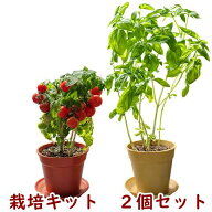 オーガニック栽培キット 選べる2個セット すべてオーガニックな栽培キット 栽培セット 初心者 土に還る鉢…