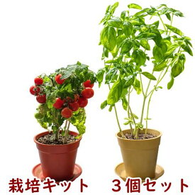 オーガニック栽培キット 選べる3個セット すべてオーガニックな栽培キット 栽培セット 初心者 土に還る鉢 エコポット ミニトマト バジル 青しそ ネギ 家庭菜園 ベランダ菜園 癒し 心の回復 ストレス軽減 安心 菜園セラピー プレゼント 誕生日 母の日 父の日 送料込