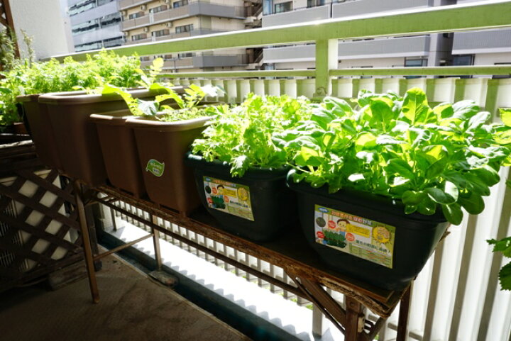 楽天市場 野菜 栽培セット 選べる2個セット 栽培キット 家庭菜園キット 家庭菜園セット おうち時間 園芸 ガーデニング 家庭菜園 ベランダ菜園 キット セット プレゼント 誕生日 父の日 敬老の日 ガーデニング雑貨 送料込 Nicoco プランター菜園を楽しむ会 楽天市場 野菜 栽培セット 選べる2個セット 栽培キット 家庭菜園キット 家庭菜園セット おうち時間 園芸 ガーデニング 家庭菜園 ベランダ菜園 キット セット プレゼント 誕生日 父の日 敬老の日 ガーデニング雑貨 送料込 Nicoco プランター菜園を楽しむ会
