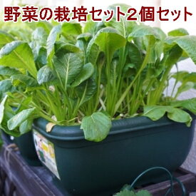 楽天市場 ベランダ菜園 セットの通販
