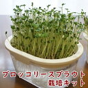 ブロッコリースプラウト栽培キット オンラインレッスン動画付き スプラウト栽培専用容器 おうちでベジ ブロッコリーの…