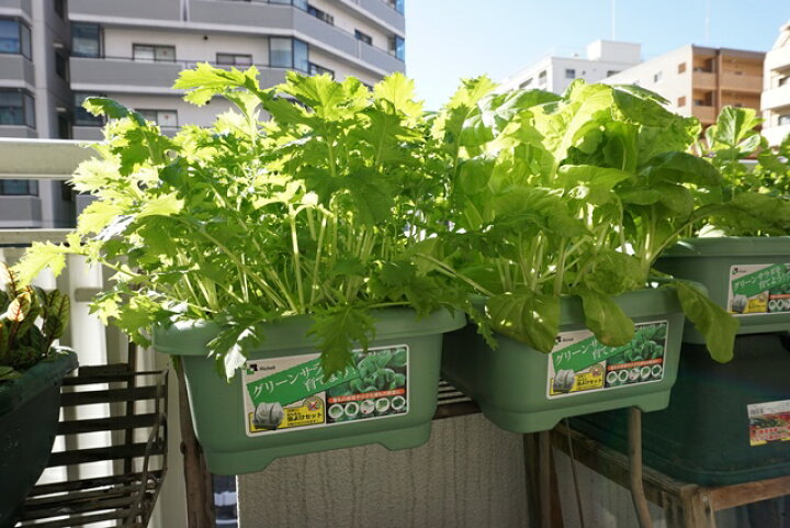 楽天市場 ２個セット 緑のやさいプランター 40型 プランター 長方形 野菜 家庭菜園 ベランダ菜園 葉野菜 小松菜 水菜 ほうれん草 ベビーリーフ ラディッシュ リッチェル 送料込 Nicoco プランター菜園を楽しむ会