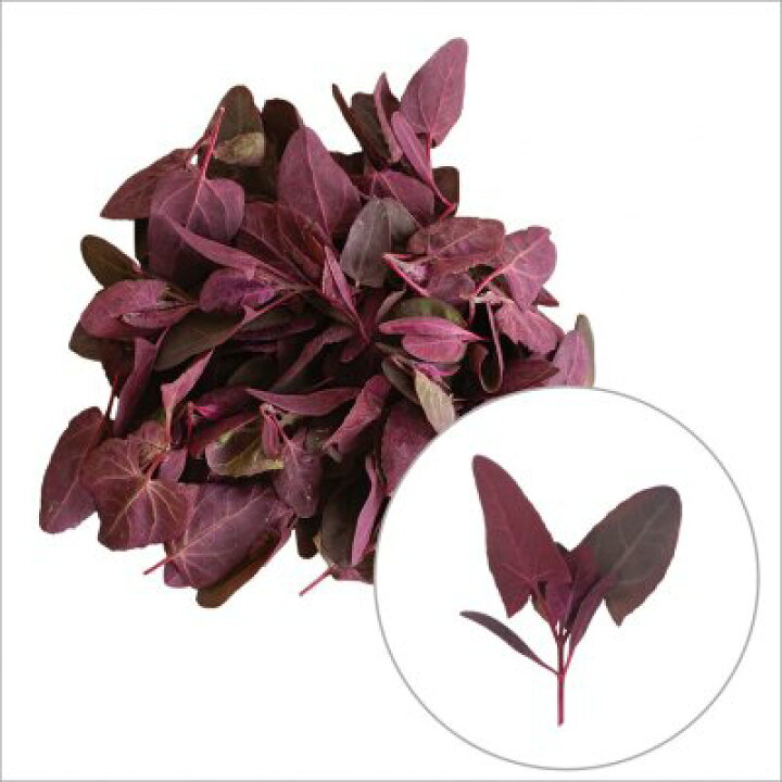 楽天市場 有機種子 固定種 レッドオラッシュ ヤマホウレンソウ 赤 ベビーリーフ 種 野菜 種子 オーガニック グリーンフィールドプロジェクト 追跡可能メール便選択可 22年11月期限 Nicoco プランター菜園を楽しむ会