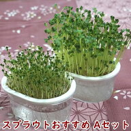 スプラウト栽培おすすめAセット 栽培容器2個と種2個 ブロッコリー ラディッシュ おうちでベジ スプラウト…
