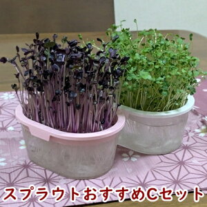 XvEg͔|CZbg ͔|e2Ǝ2 ubR[ ԃfBbV ŃxW XvEg͔|Zbg XvEg͔|Lbg L@q XvEg  I[KjbN 