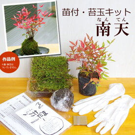 苔玉作成キット 植物苗がついている 苔玉キット 南天 （ナンテン） 苗付 手作り 初心者 こけだまの材料 かんたん作成キット 苗・苔・苔玉用に配合した土・糸・作り方のしおり・樹種別育て方のしおりセット 風水 難を転ずる