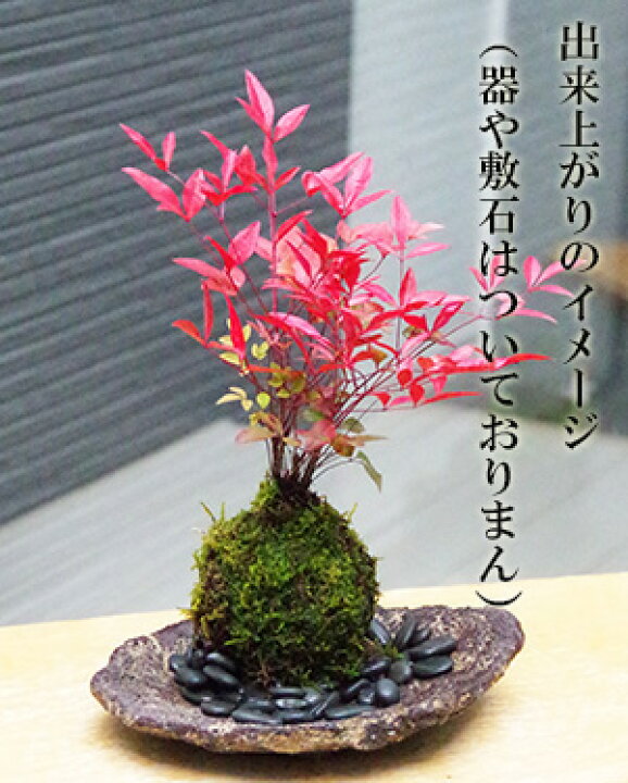 楽天市場 苔玉作成キット 植物苗がついている 苔玉キット 南天 ナンテン 苗付 手作り 初心者 こけだまの材料 かんたん作成キット 苗 苔 苔玉 用に配合した土 糸 作り方のしおり 樹種別育て方のしおりセット 風水 難を転ずる 縁起物 ギフト 贈り物 紅葉 なんてん