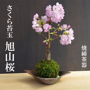 桜 盆栽 苔の通販 価格比較 価格 Com